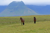 Tiere_018