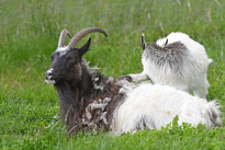 Tiere_021