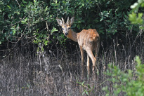 Tiere_026