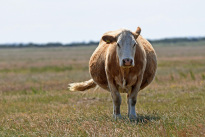 Tiere_028