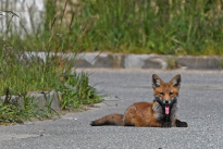 Tiere_034