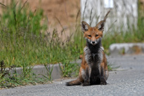 Tiere_035