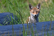 Tiere_036