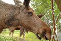 Tiere_037