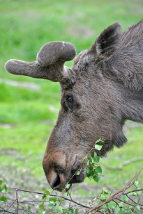Tiere_040