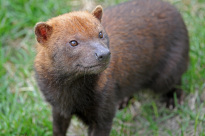 Tiere_041