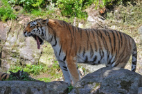 Tiere_043