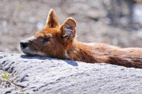 Tiere_044