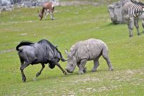 Tiere_046