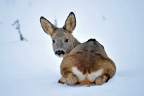 Tiere_055