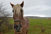 Tiere_057
