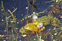 Tiere_065