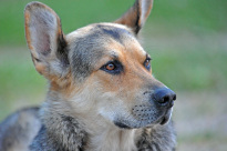 Tiere_068