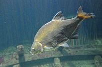 Tiere_070