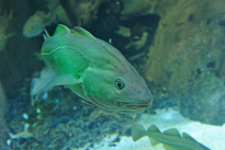 Tiere_071