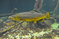 Tiere_072