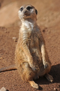 Tiere_075