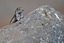 Tiere_081