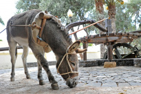Tiere_086
