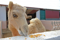 Tiere_088