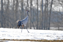 Tiere_091