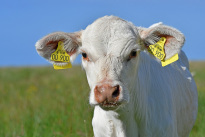 Tiere_103