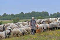 Tiere_104