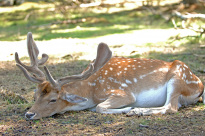 Tiere_111