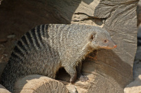 Tiere_113