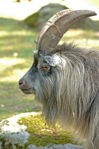 Tiere_115