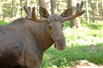 Tiere_116
