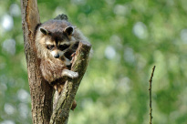 Tiere_117