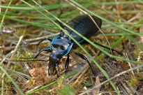 Tiere_118