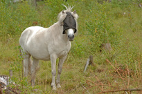 Tiere_121