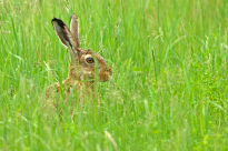 Tiere_128