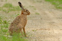 Tiere_129