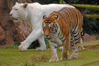 Tiere_141