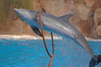 Tiere_143