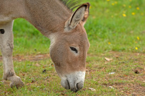 Tiere_153