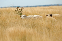 Tiere_154
