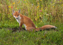 Tiere_166