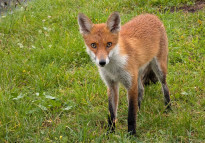 Tiere_169