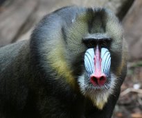 Tiere_170