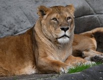 Tiere_171