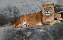 Tiere_174