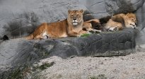 Tiere_175