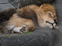 Tiere_176