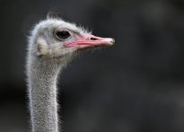 Tiere_177
