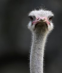 Tiere_178