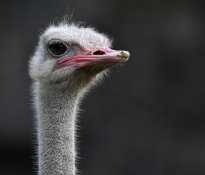 Tiere_179
